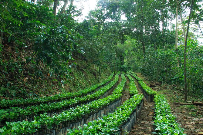 Huatulco: Coffee Plantation Guided Tour - Reviews and Ratings