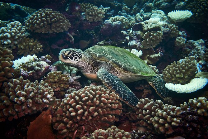 Humpback Whale Watching and Marine Life in Moorea - Cancellation and Refund Policy