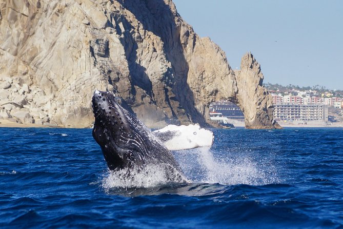 Humpback Whale Watching in Cabo San Lucas - The Sum Up