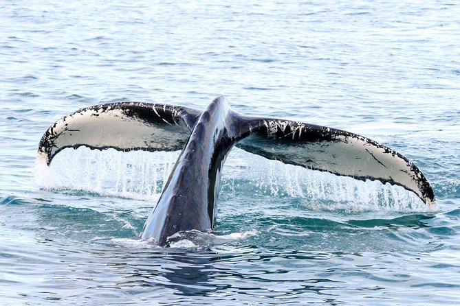 Husavik Traditional Oak Ship Whale- and Puffin-Watching Cruise  - Akureyri - The Sum Up