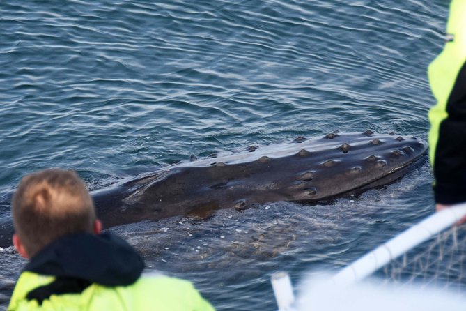 Icelandic Horse Riding and Whale Watching Tour From Reykjavik - Positive Reviews and Recommendations - Friendly and Organized Staff