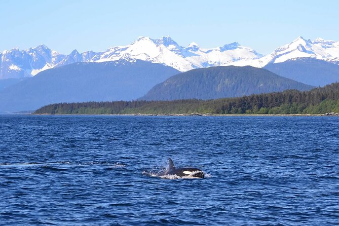 Icy Strait Whale & Wildlife Endeavor - Common Questions