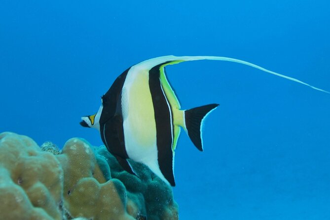 Introductory Dive in Bora Bora (afternoon) - The Sum Up