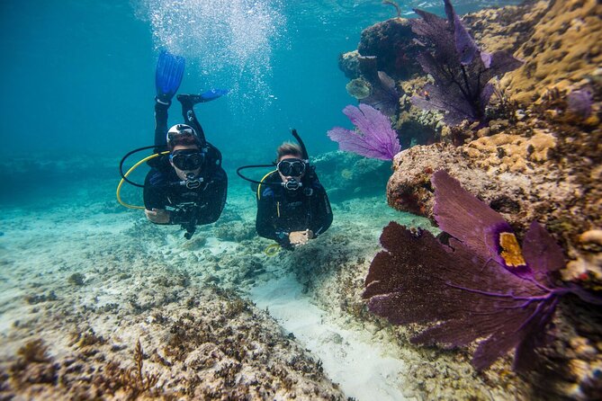 Introductory Diving in Aruba - Dive Locations, Instructor, and Overall Satisfaction