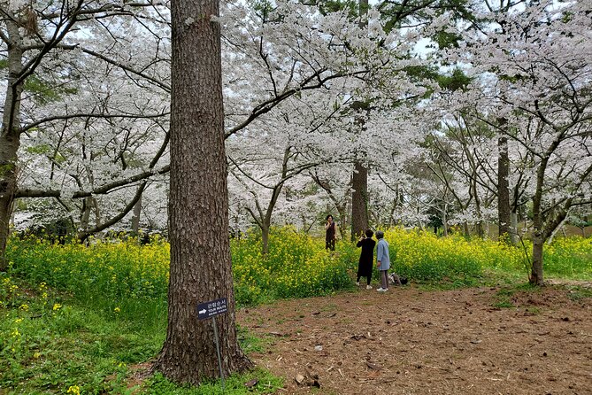Jeju West Island Bus(Or Taxi) Tour Includes Lunch & Entrance Fee - Common Questions