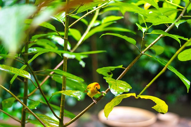 Jurong Bird Park Bird Photography - Common Questions