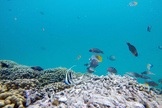 Kaneohe Sandbar Snorkeling Tour / 1st Tour - Common Questions