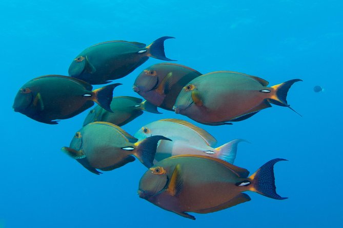 Kauais Ultimate Discover Scuba Dive - OCEAN EXPERIENCE (1 Tank Dive) - Weather and Minimum Traveler Requirements