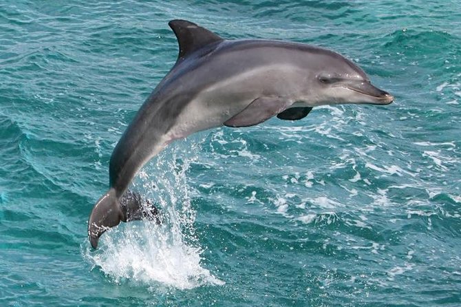 Kawaihae Luxury Snorkel Cruise & Wildlife Watch With Lunch - Common Questions
