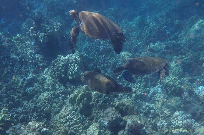 Kayak and Snorkel - South Shore Turtle - Guides Friendliness and Assistance