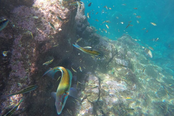 Kayak and Snorkeling Tour in Underwater Nature Reserve Garajau - Snorkeling Experience
