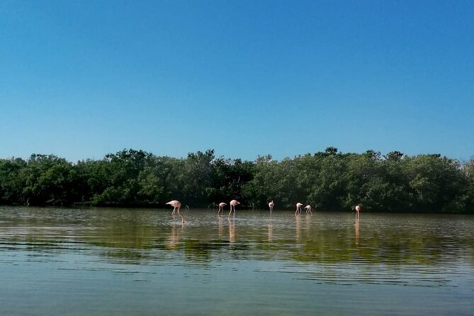 Kayak Experience in the Mangroves of Holbox Island - Important Considerations and Cancellation Policy