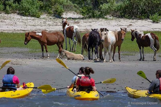 Kayak Tour Along Assateague & Chincoteague Island, Virginia - Directions to the Meeting Point