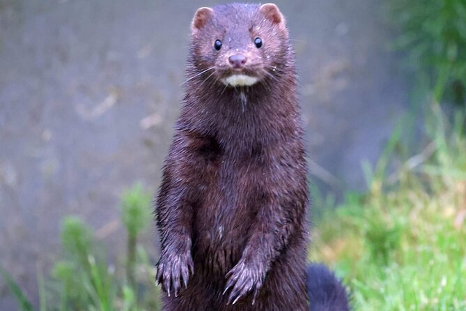 Ketchikan Private Wildlife and Native Village Tour - Common Questions