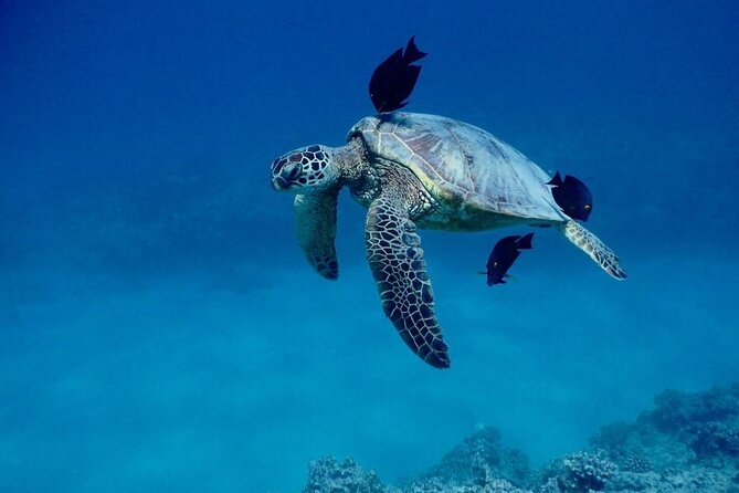 Kona Coast Sailing and Snorkeling Cruise With Lunch  - Big Island of Hawaii - Cancellation Policy and Refunds