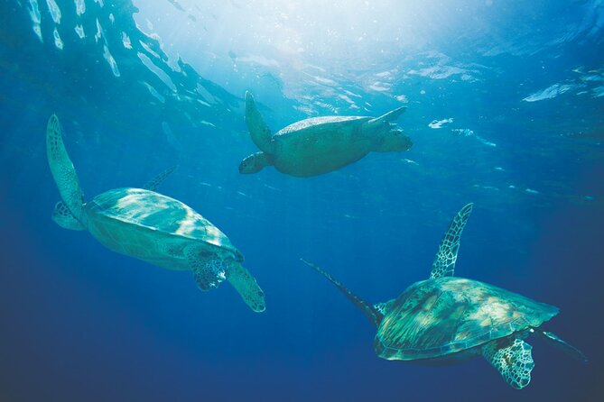 Kona, Hawaii: Whale-Watching Tour on a Catamaran  - Big Island of Hawaii - The Sum Up