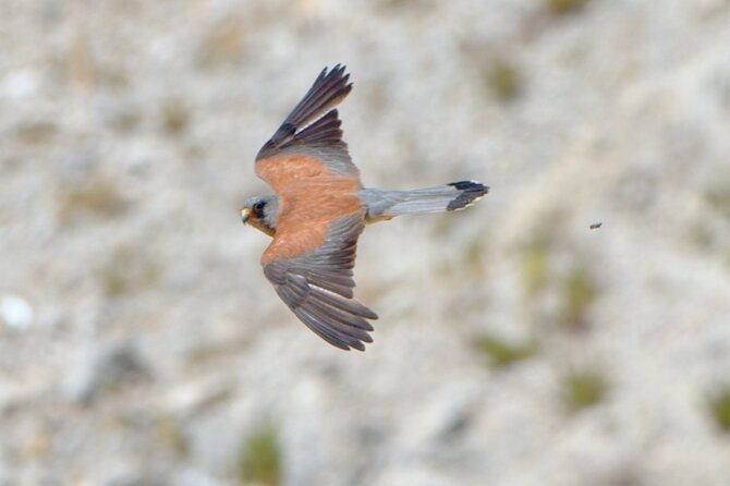 Kos Wildlife Walks: Birdwatching and Animal Photography - Common Questions