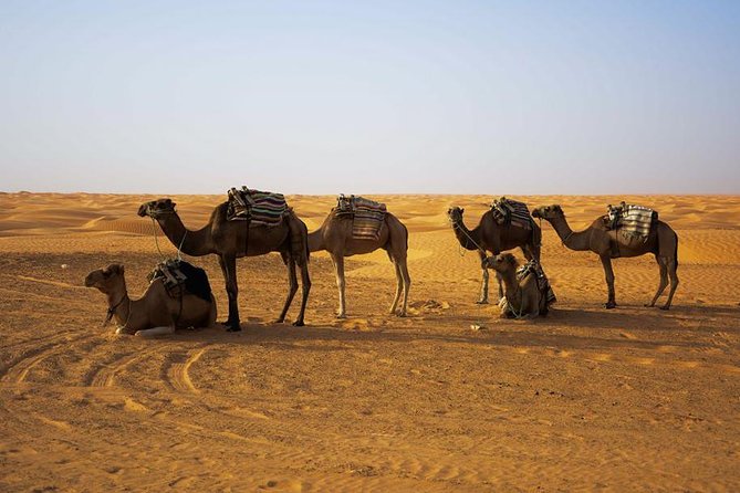 Ksar Ghilane 1 Day: the Hot Spring and the Homestay - Directions