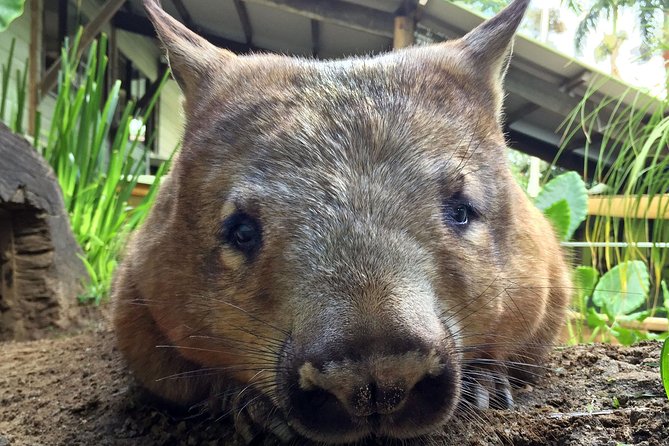 Kuranda Rainforestation Nature Park Ticket (BNP) - Free Cancellation up to 24 Hours Before the Experience Starts