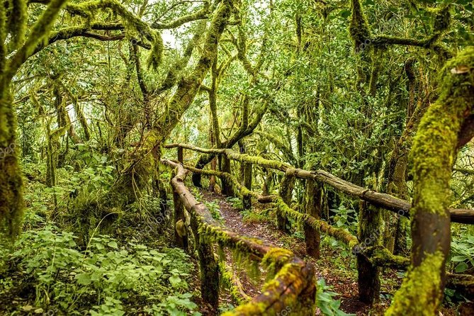 La Gomera Day Trip From Tenerife - Common Questions
