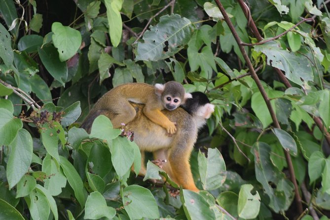 Lago Sandoval, Canopy Tower Full-Day Tour From Madre De Dios  - Puerto Maldonado - Pricing and Copyright