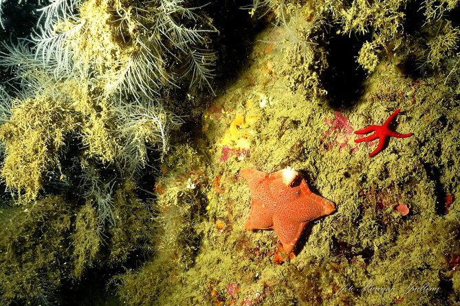 Land and Boat Diving at All Recreational and Technical Levels - Common Questions