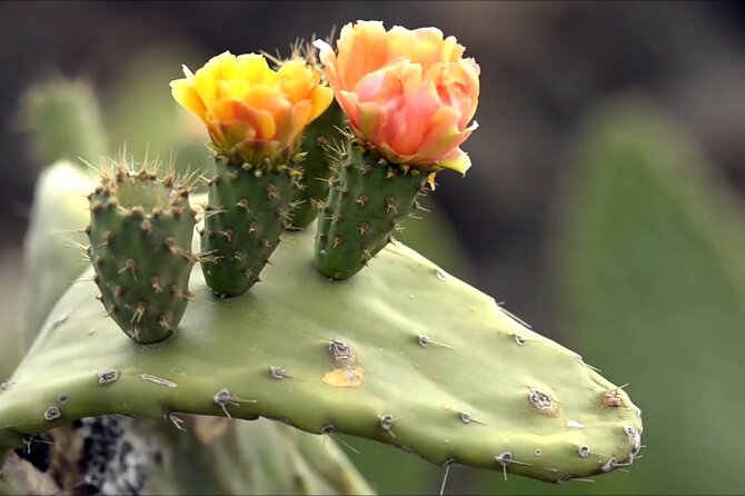 Lanzarote Tour: Lagomar Museum, Guatiza Cactus Garden & La Graciosa Island - Travel Tips