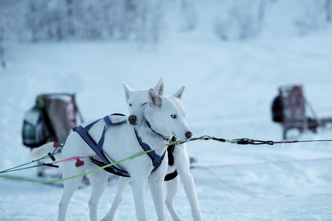 Lapland Husky Sled Safari From Tromso - The Sum Up