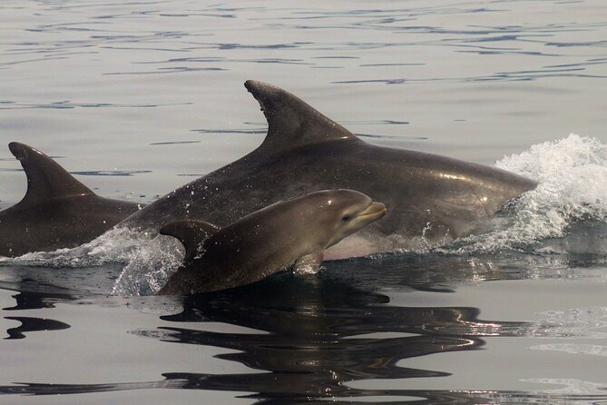 Lisbon Dolphins - Dolphin Watching in Lisbon - Directions