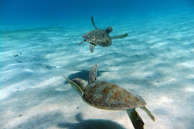 Little Buck Island and Water Island Boat Trip  - St Thomas - Common Questions