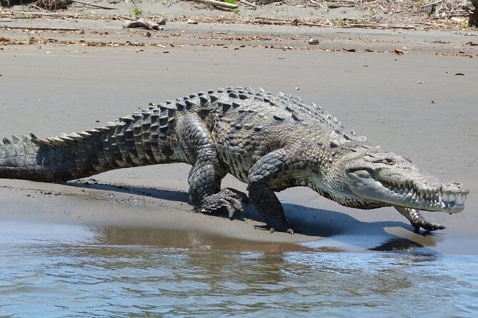 Locally Guided Tambopata Amazon Jungle Tour (4 Days) - The Sum Up