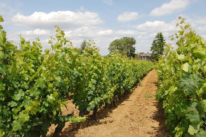 Loire Valley Wines Private Day Tour With Tastings From Tours or Amboise - Directions