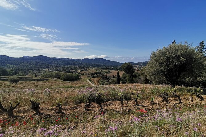 Luberon Wine and Charm: Explore the Flavors of the South - Wine Tasting Experiences