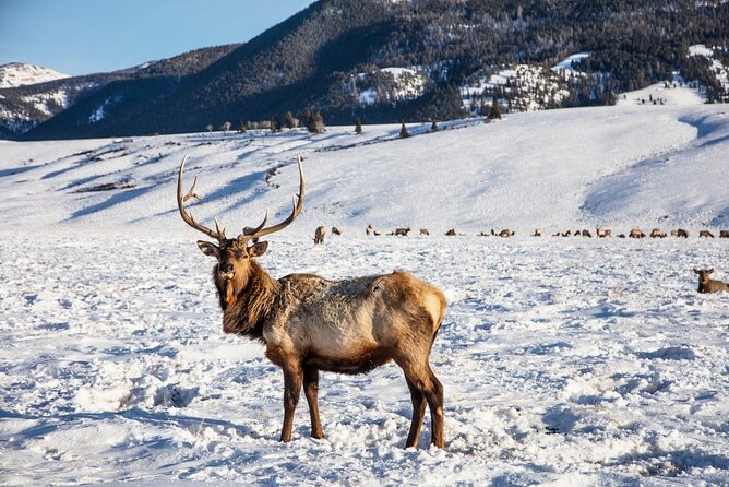 Luxury 1/2 Day Winter Grand Teton Tour & Sleigh Ride - Traveler Photos