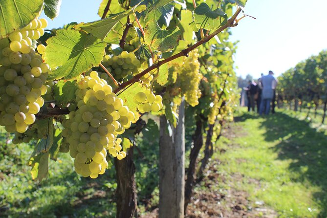 Luxury Three Vineyard Wine Tour of Sussex From Horsham - Authentic Reviews and Ratings