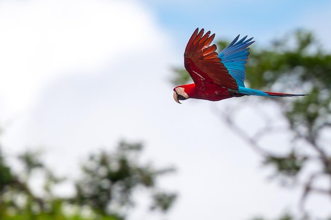 Macaw Claylick (Chuncho Most Visited) Full Day - Additional Information and Support