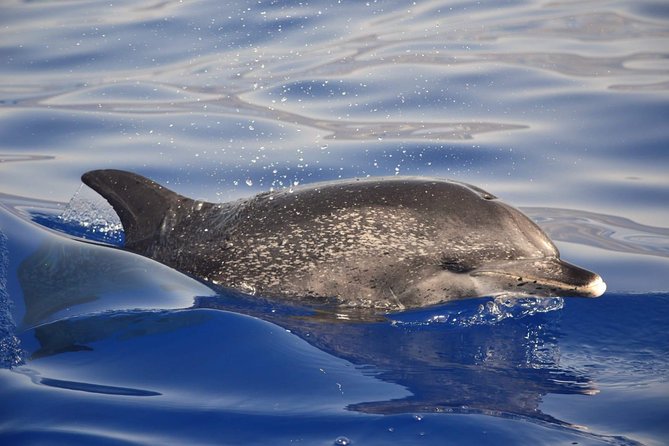 Madeira Dolphin & Whale Watching Tour - The Sum Up