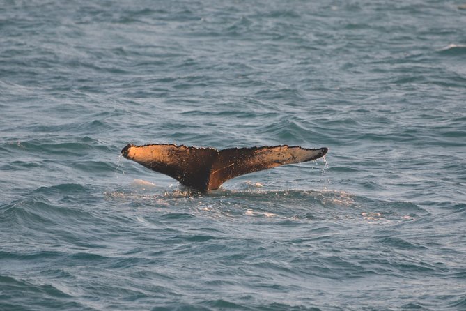 Magical Whales in the Midnight Sun From Reykjavik - The Sum Up