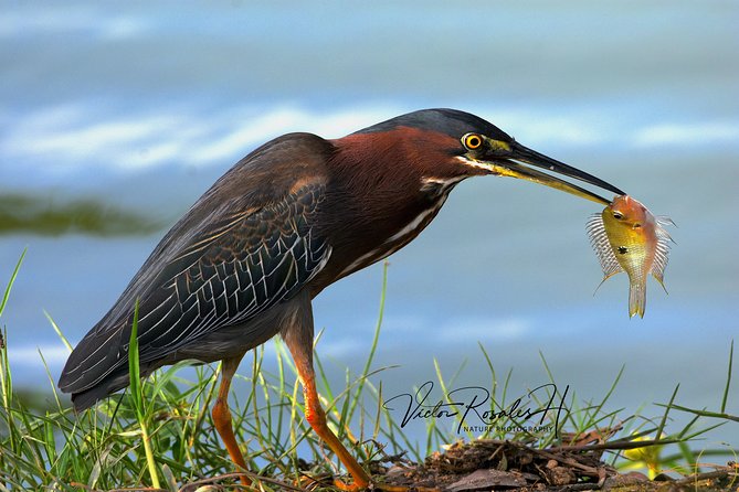 Mahahual and Costa Maya Birdwatching - Rave Reviews and Stunning Traveler Photos