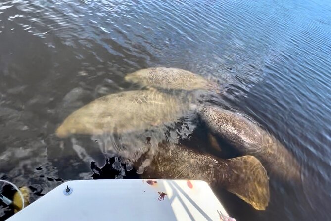 Manatee, Dolphin and 10,000 Islands Sunset Cruise! - The Sum Up