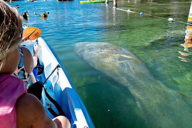 Manatee Kayak Encounter - Manatee Capital of Florida