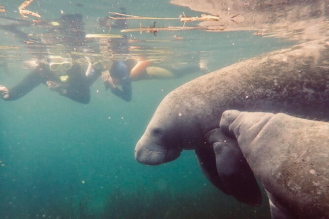 Manatee Snorkel Tour From American Pro Diving Center - Additional Information and Special Offer