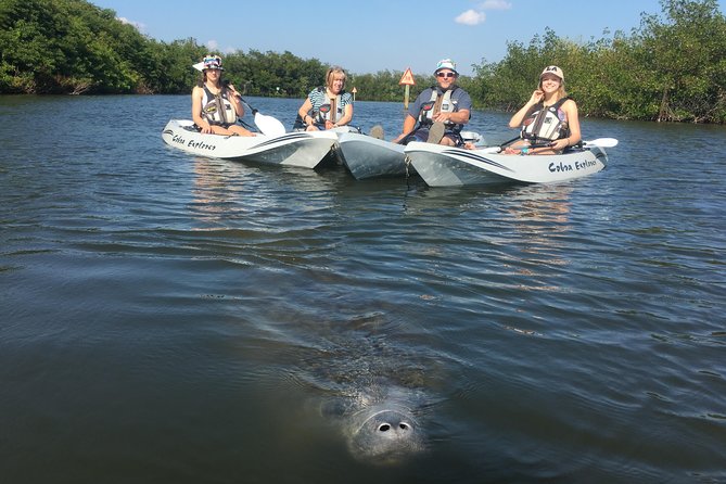 Mangrove Tunnels, Manatee, and Dolphin Sunset Kayak Tour With Fin Expeditions - Common Questions