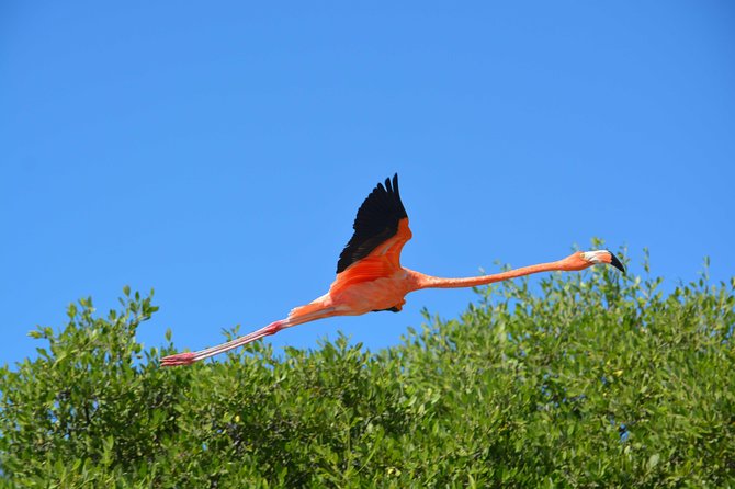 Mangroves Paddling Tour - Wildlife and Bird Spotting