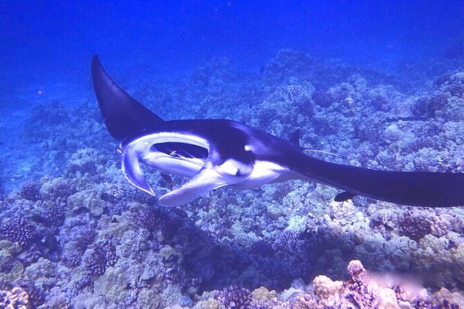Manta Ray Night Snorkeling Adventure in Kailua-Kona - Common Questions