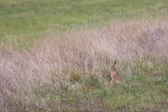 Marais De Sionnet: Private Bird Watching and Photography Trip  - Switzerland - Tips for Bird Watching and Photography