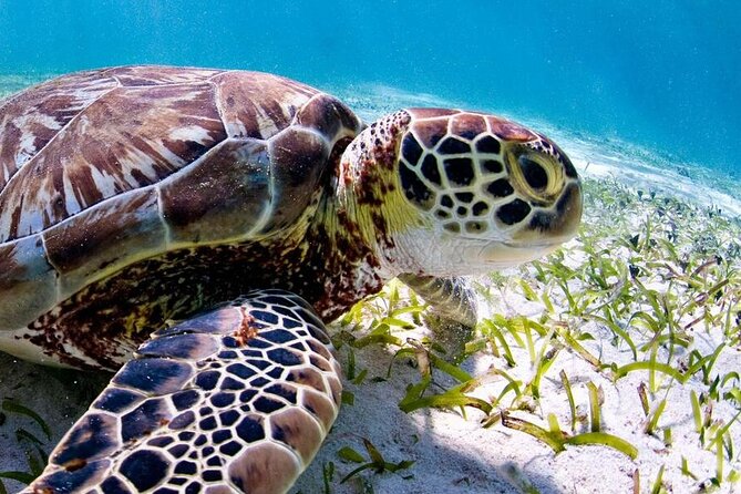 Marine Park - Private Boat Charter With Local Captain/ Guide - The Sum Up