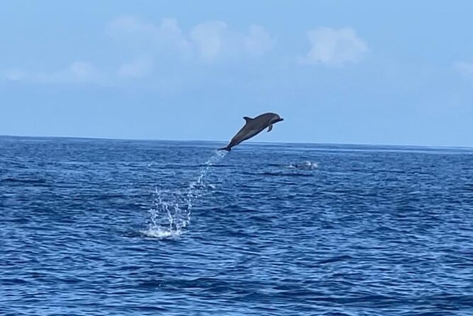 Martinique Half-Day Small-Group Dolphin Watching Tour - Booking and Contact Information