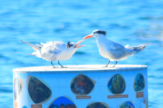 Martinique Small-Group Half-Day Dolphin Watching Tour - Common Questions