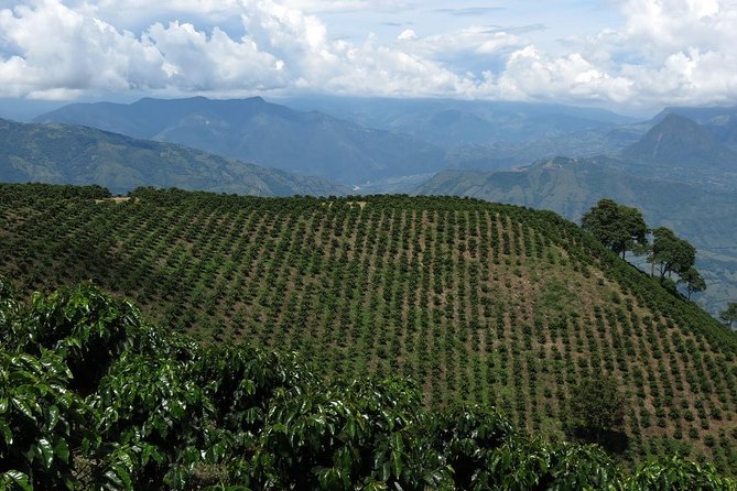 Medellín Coffee Tour to Concordia - Common Questions
